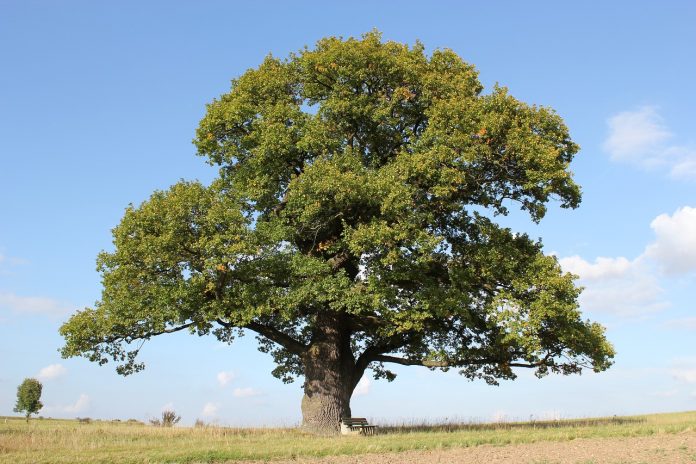 Typical Oak Tree